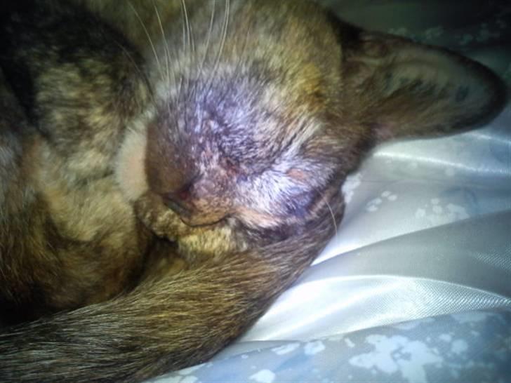 Blanding af racer Deffie billede 5