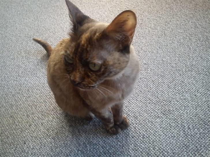 Blanding af racer Deffie billede 6