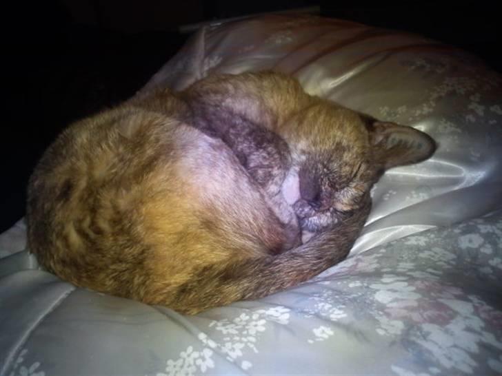 Blanding af racer Deffie billede 7