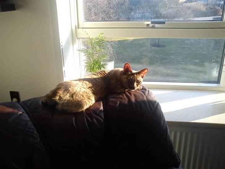 Blanding af racer Deffie billede 8