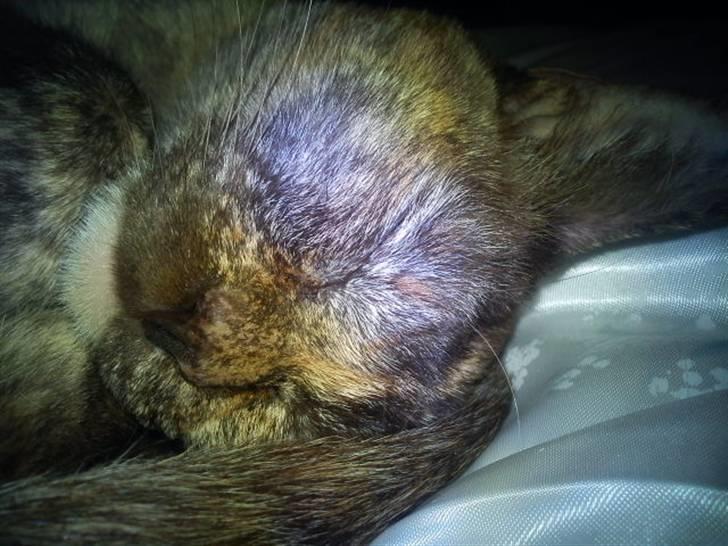 Blanding af racer Deffie billede 9