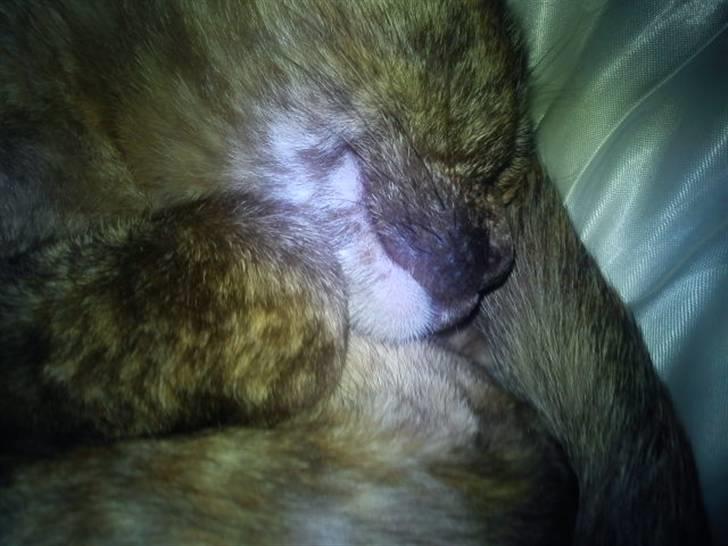 Blanding af racer Deffie billede 10