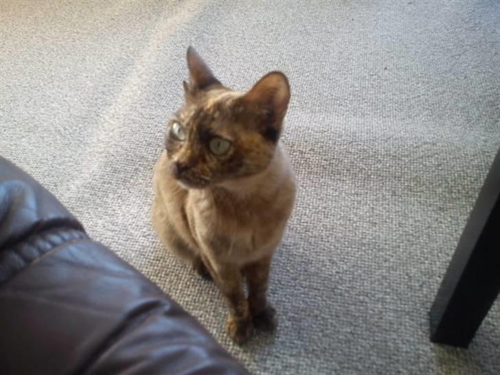 Blanding af racer Deffie billede 11