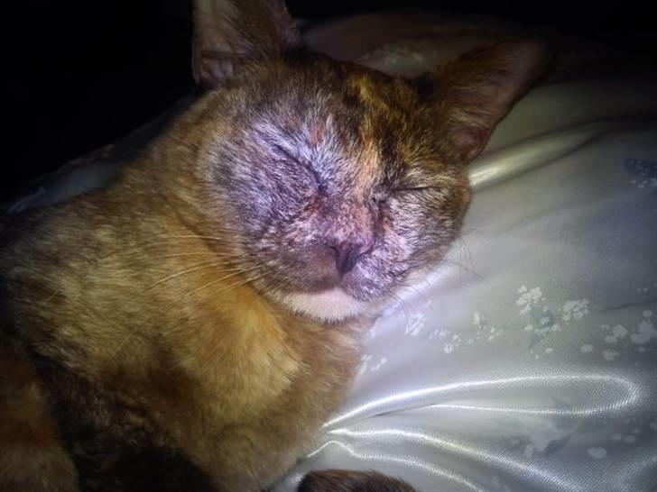 Blanding af racer Deffie billede 12