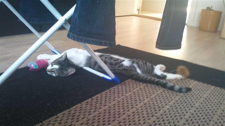 Huskat Gizmo - død billede 1