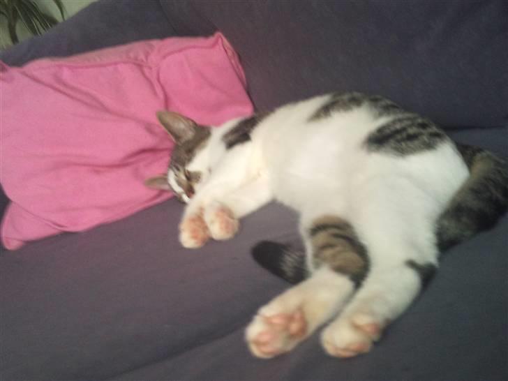 Huskat Gizmo - død billede 3