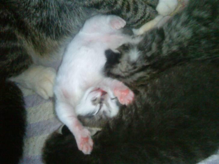 Huskat Gizmo - død billede 4