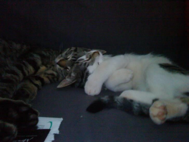 Huskat Gizmo - død billede 5