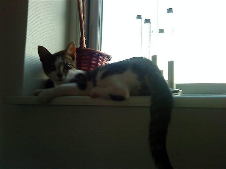 Huskat Gizmo - død billede 6