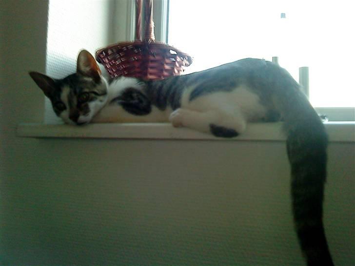 Huskat Gizmo - død billede 7