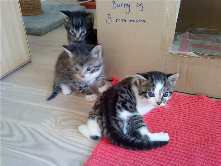 Huskat Gizmo - død billede 8