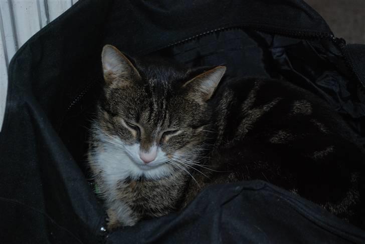 Huskat Mismis - HA nu kan i ikke tage afsted uden mig mere ..:) billede 1