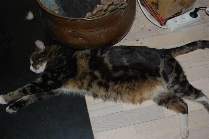 Huskat Mismis - dejligt varmt for min tykke mavse billede 2