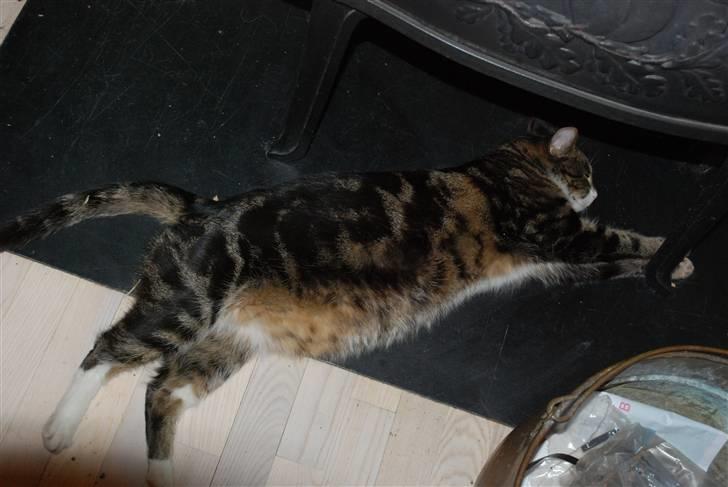 Huskat Mismis billede 3