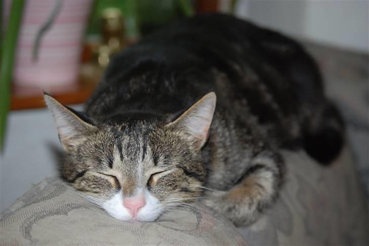 Huskat Mismis - gå væk jeg sover........IGEN billede 4