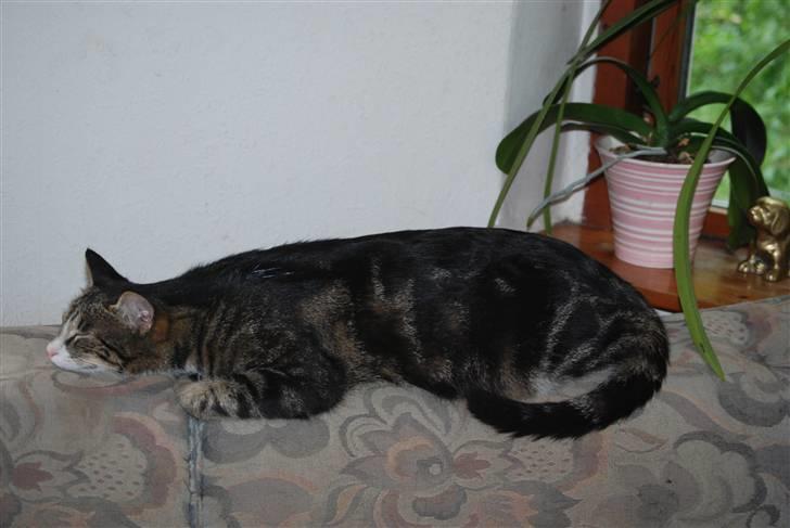 Huskat Mismis billede 5