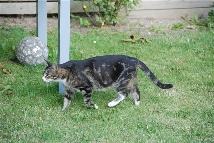 Huskat Mismis billede 6