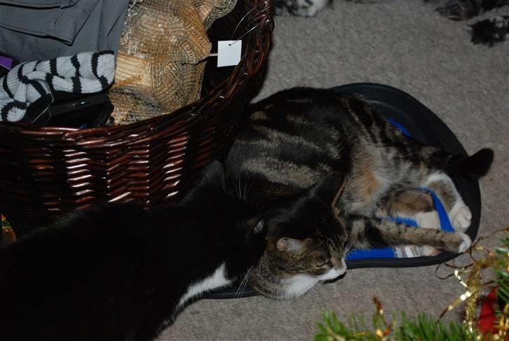 Huskat Mismis - passer llige på julegaverne billede 7