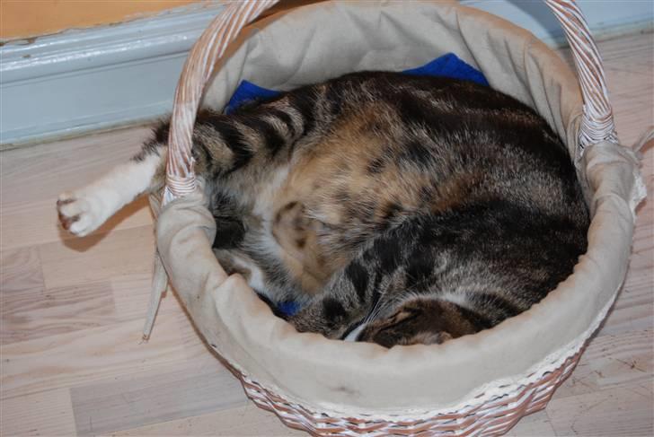 Huskat Mismis billede 8