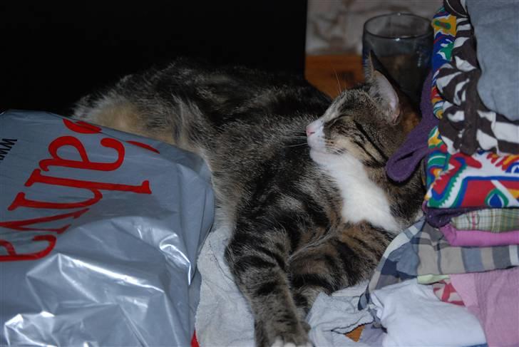 Huskat Mismis billede 9