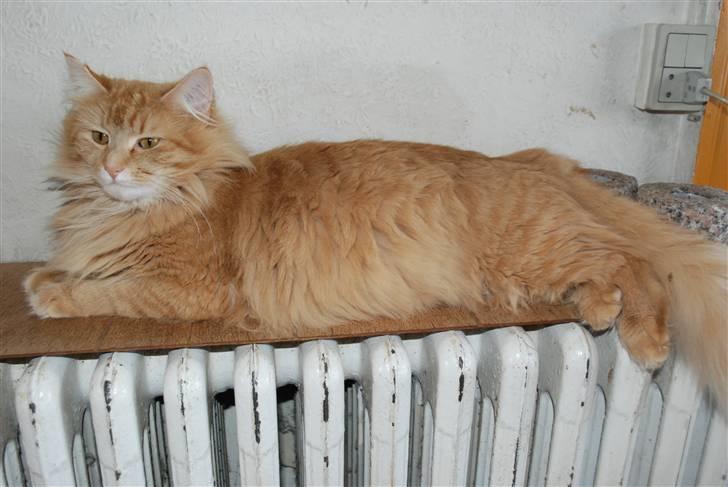 Norsk Skovkat Vindelhusets Flora billede 13