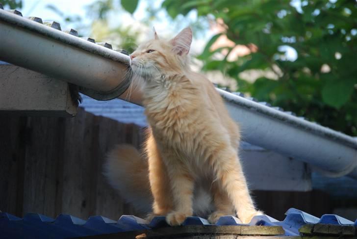 Norsk Skovkat Vindelhusets Flora billede 14