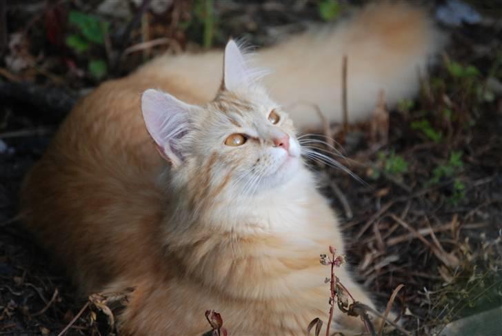 Norsk Skovkat Vindelhusets Flora billede 15