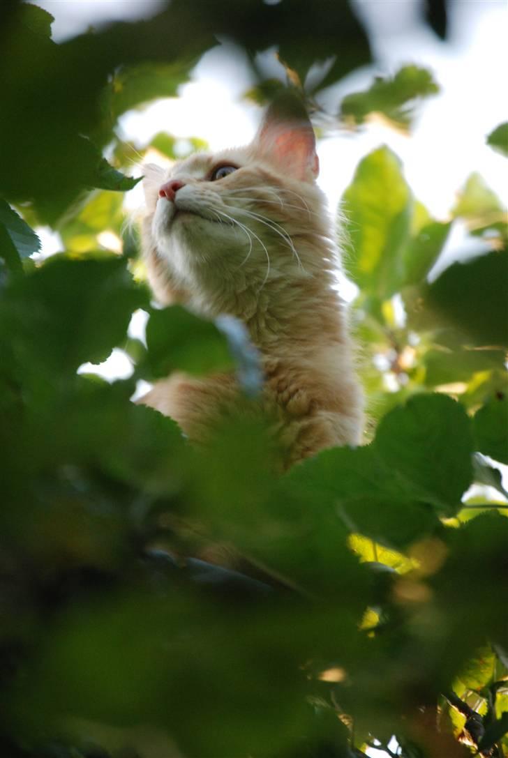 Norsk Skovkat Vindelhusets Flora billede 16