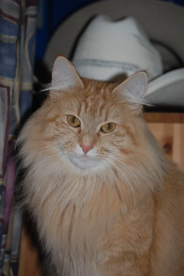 Norsk Skovkat Vindelhusets Flora billede 17