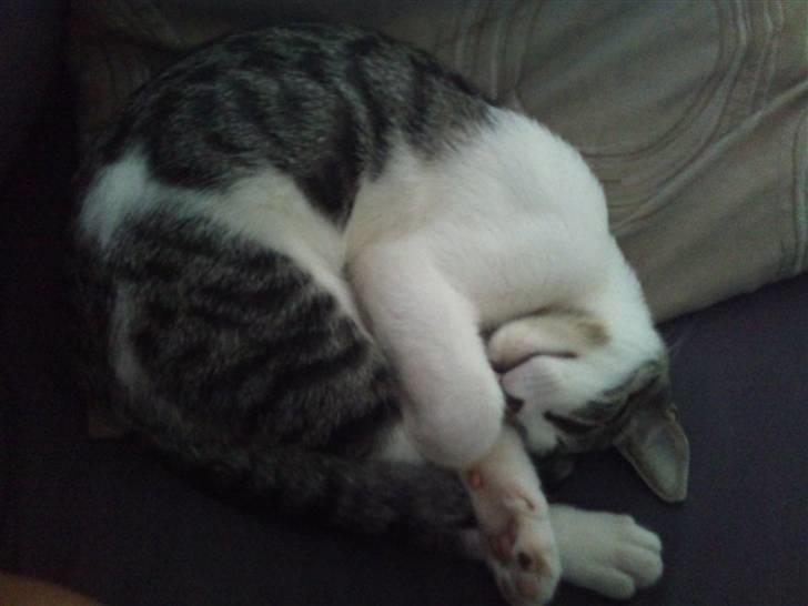 Huskat Gizmo - død billede 9