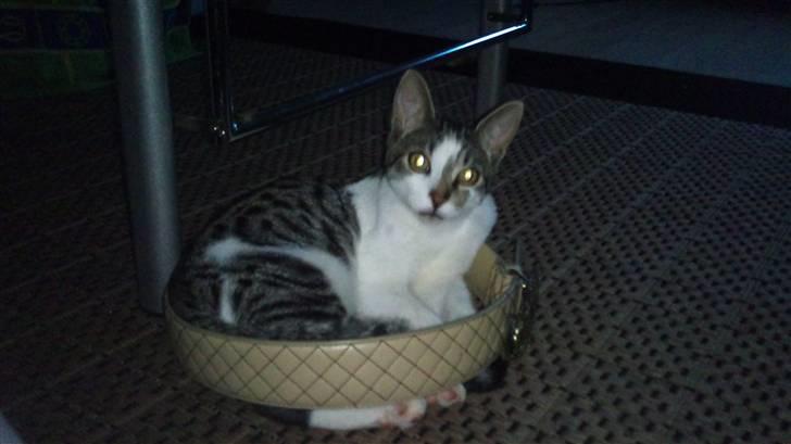 Huskat Gizmo - død billede 10