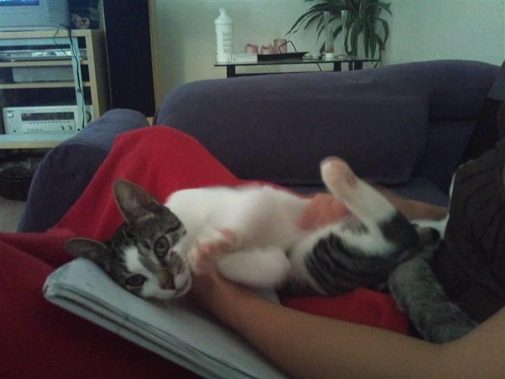 Huskat Gizmo - død billede 11