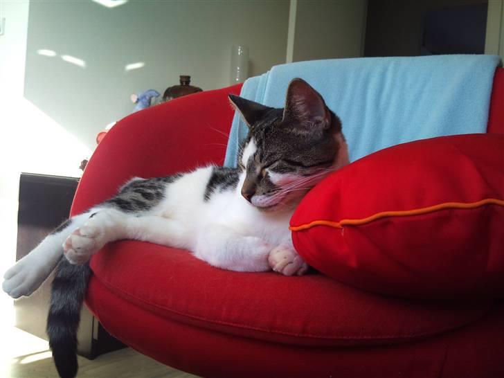 Huskat Gizmo - død billede 12