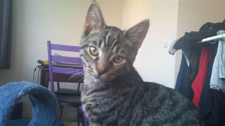 Huskat Bobby billede 11