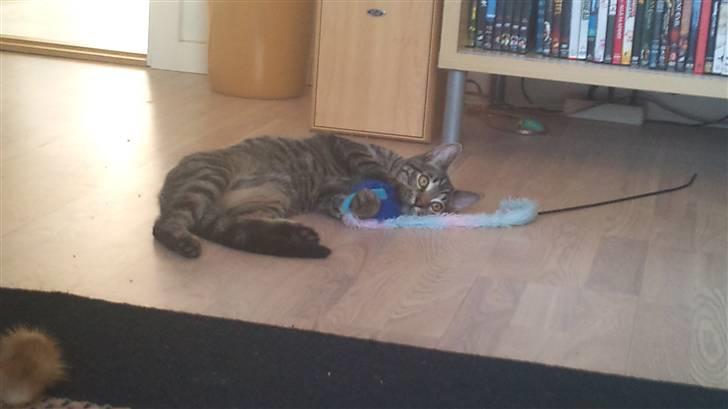 Huskat Bobby billede 12