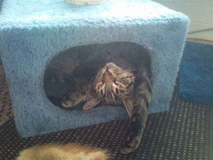 Huskat Bobby - Det bare deeejligt når man kan klemme sig ind i hulen :) billede 13