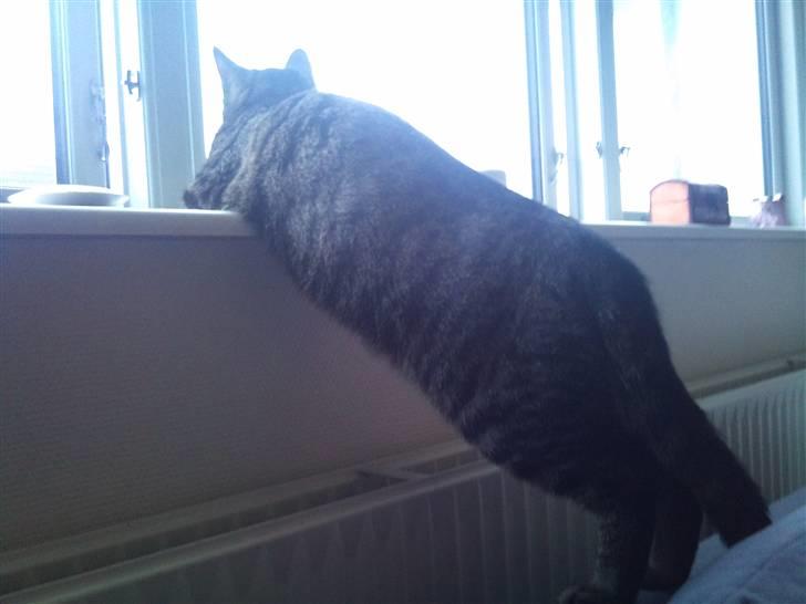 Huskat Bobby - Gad vide hvad han har fået øje på ;) billede 14