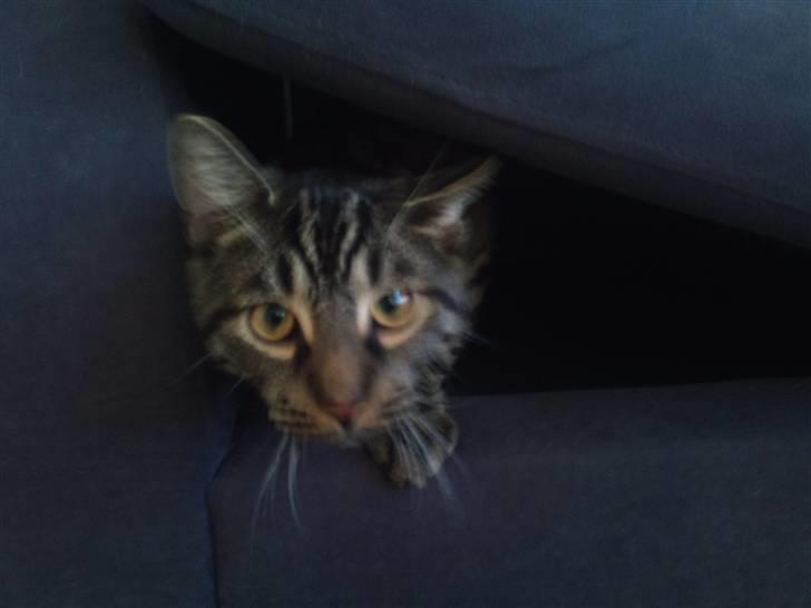 Huskat Bobby - Nysgerrig ;) billede 15