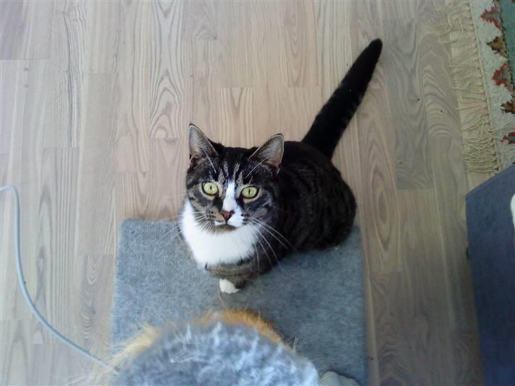 Huskat Bunny billede 2