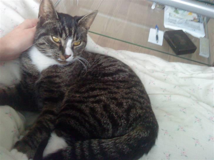 Huskat Bunny billede 3