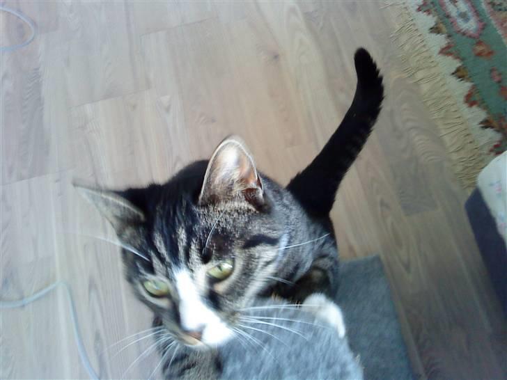 Huskat Bunny billede 4