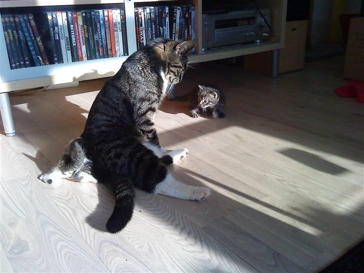 Huskat Bunny billede 5