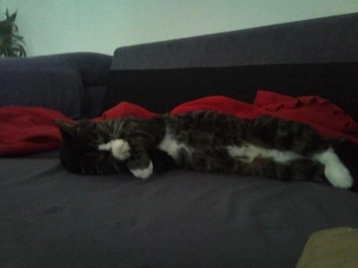 Huskat Bunny billede 6