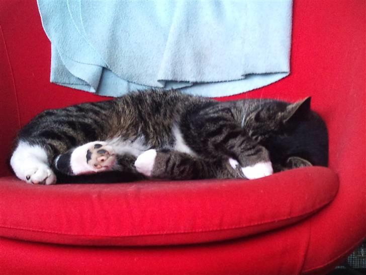 Huskat Bunny billede 7