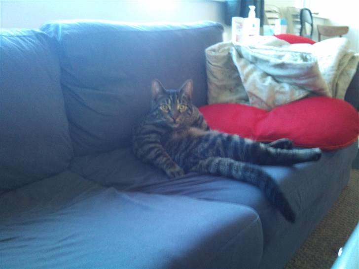 Huskat Bobby billede 17