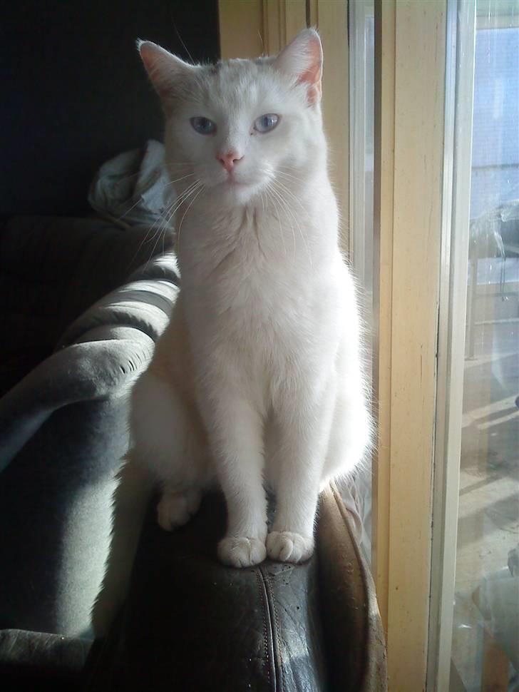 Huskat snowball/solgt billede 8