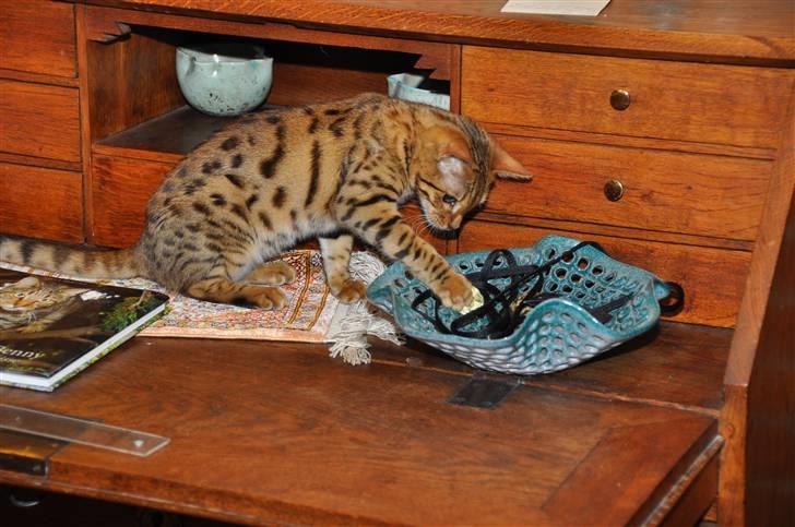 Bengal luna - "Skal vi lege "mus"?" billede 6