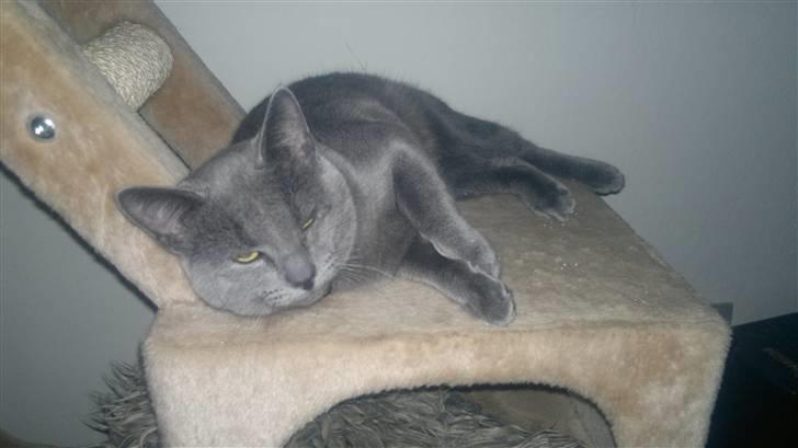 Blanding af racer Nestor billede 1