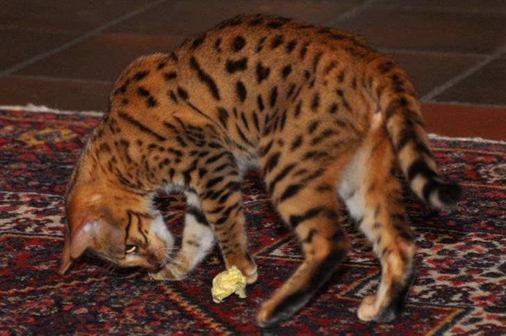 Bengal luna - Så går den vilde jagt! billede 7