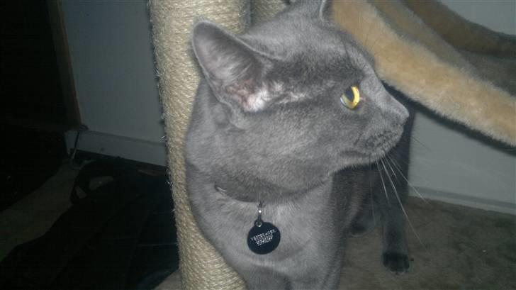 Blanding af racer Nestor billede 2